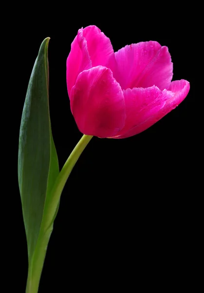 水中の鮮やかなピンク色のチューリップは黒い背景に孤立しています 春の花 — ストック写真