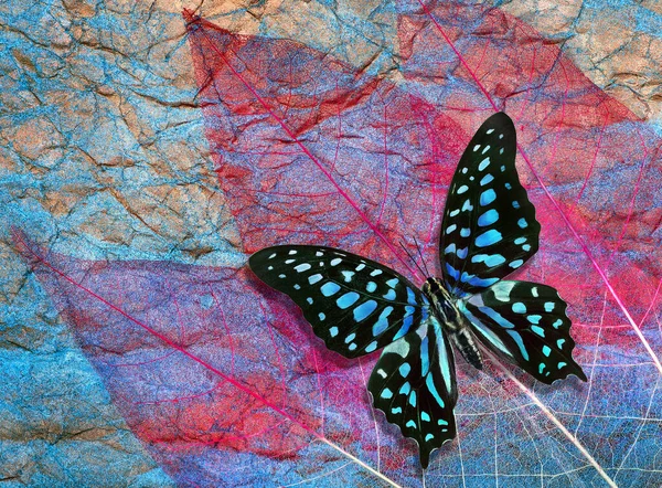 Абстрактний Синій Золотий Фон Яскравий Тропічний Метелик Тлі Скелетного Листа — стокове фото