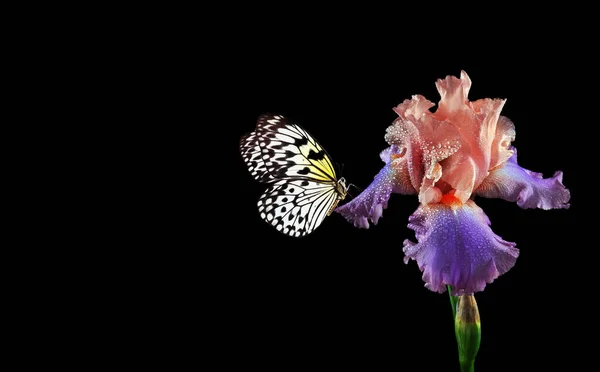 홍채의 나비는 고립된 속에서 피운다 라이스 페이퍼 — 스톡 사진