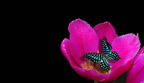 Helle Tropische Schmetterling Auf Einer Rosa Tulpe Blume Isoliert Auf — Stockfoto