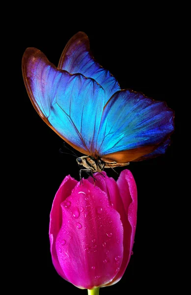 Leuchtend Bunte Blaue Tropische Morpho Schmetterling Auf Rosa Tulpe Blume — Stockfoto