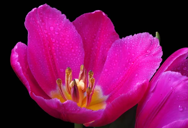Helle Bunte Rosa Tulpe Wassertropfen Isoliert Auf Schwarzem Hintergrund Frühlingsblumen — Stockfoto