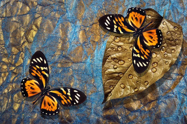 金と青の背景に水の滴の金の葉の上に明るい熱帯蝶 Papilio Pterourus Zcogenus — ストック写真