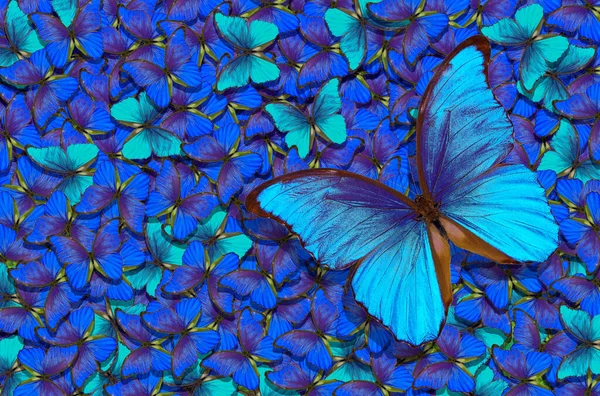 Fondo Textura Abstracta Azul Mariposa Morfo Alas Mariposas Vuelo Mariposas — Foto de Stock