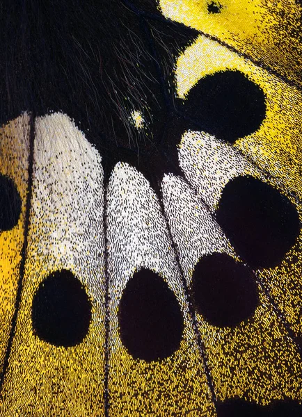 Πεταλούδα Μακρο Φωτογραφία Τροπική Πεταλούδα Πτέρυγα Πτέρυγα Του Rothschild Ornithoptera — Φωτογραφία Αρχείου