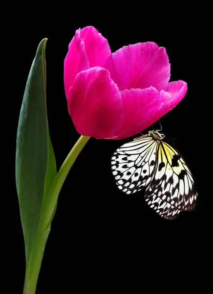 Leuchtende Tropische Schmetterling Auf Rosa Tulpe Blume Wassertropfen Isoliert Auf — Stockfoto