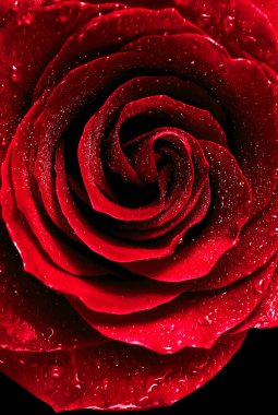 Su damlalarındaki kırmızı gül. Yaklaş..