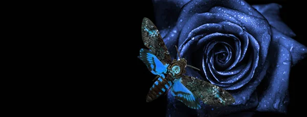 Blaue Rose Blume Wassertropfen Und Schmetterling Isoliert Auf Schwarz Totenkopffalter — Stockfoto