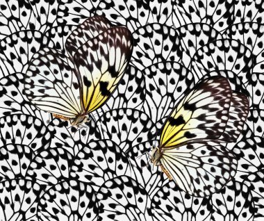 Fikir luconoe. Doğal siyah beyaz arka plan. Kelebek kanatlarının soyut süsü. Kelebek kanatları deseni. Pirinç kağıdı kelebeği. Büyük ağaç perisi. Beyaz peri kelebeği..