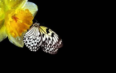 Narcissus çiçeğinin üzerindeki parlak tropikal kelebek siyah renkte izole edilmiş. Nergis ve kelebek. Pirinç kağıdı kelebeği. Büyük ağaç perisi. Beyaz peri kelebeği. Boşluğu kopyala