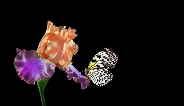 Renkli Iris Çiçeğinin Üzerindeki Parlak Tropikal Kelebek Siyah Üzerine Izole — Stok fotoğraf