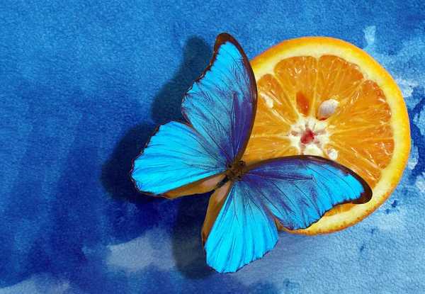 色彩艳丽的蓝色蝴蝶缀在成熟的多汁橙子上 热带新鲜感概念 — 图库照片