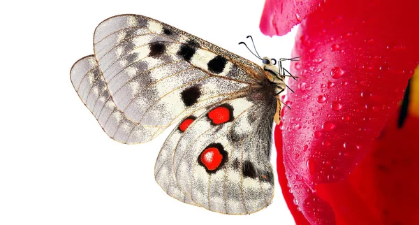 Κόκκινο Χρώμα Στη Φύση Φωτεινή Πεταλούδα Apollo Parnassius Κόκκινο Λουλούδι — Φωτογραφία Αρχείου