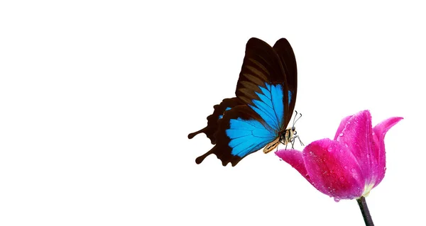 Φωτεινή Τροπική Πεταλούδα Στο Λουλούδι Τουλίπα Σταγόνες Νερού Που Απομονώνονται — Φωτογραφία Αρχείου
