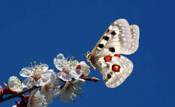 Apollo Schmetterling Auf Einem Zweig Blühender Kirschen Blühende Sakura Und — Stockfoto