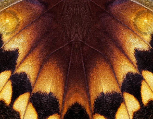 Красочное Крыло Бабочки Текстура Крыла Тропической Бабочки Абстрактный Орнамент Крыльев — стоковое фото