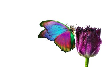 Mor lale çiçeğinin üzerindeki parlak tropikal morpho kelebeği beyaz üzerine izole edilmiş su damlaları. Çiçek üzerindeki kelebek. Boşluğu kopyala