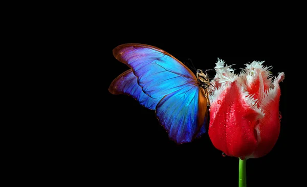 Leuchtend Blauer Tropischer Morpho Schmetterling Auf Rosa Tulpe Wassertropfen Isoliert — Stockfoto