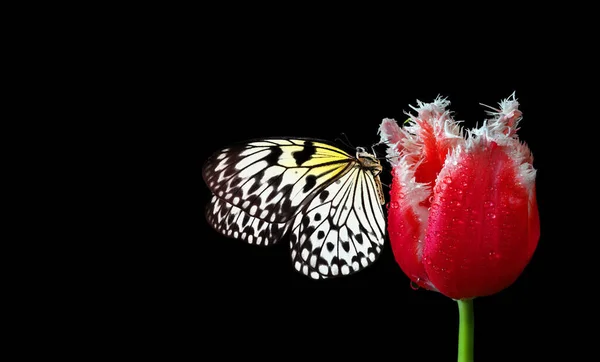 나비는 고립되어 있습니다 라이스 페이퍼 나선형 — 스톡 사진