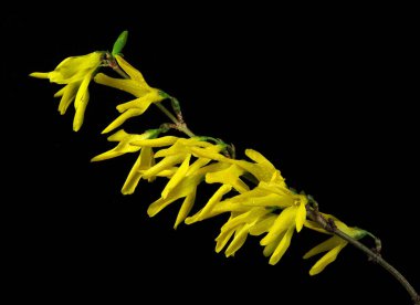 Sudaki sarı bahar çiçeklerinin dalları siyaha izole edilmiş. Kapat.