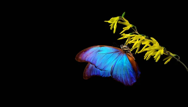 Bright Blue Tropical Morpho Butterfly Branch Yellow Spring Flowers Water — ストック写真