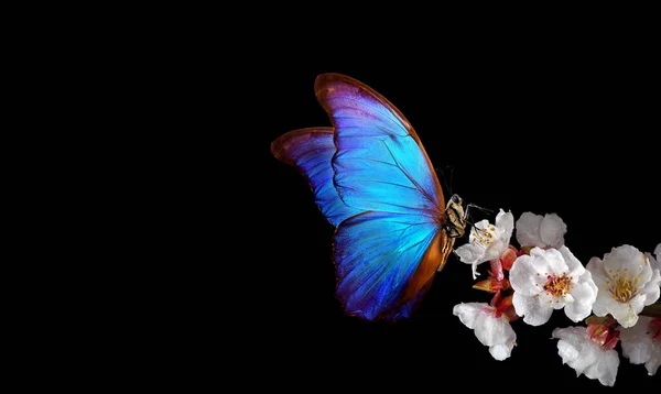 Leuchtend Blauer Morpho Schmetterling Auf Weißen Frühlingsblumen Aprikosenblütenzweig Isoliert Auf — Stockfoto