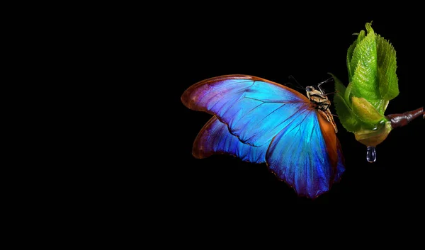 Bunte Blaue Morpho Schmetterling Auf Hellen Jungen Frühlingsblättern Isoliert Auf — Stockfoto