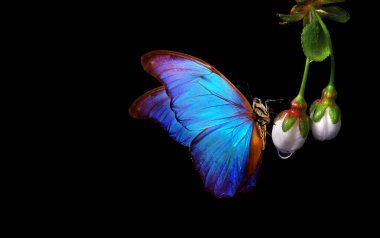 bright blue morpho butterfly on white spring flowers. sakura flowers in water drops isolated on black. tender closed sakura buds and butterfly close-up