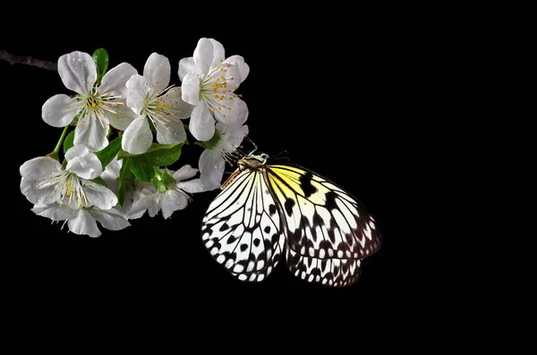 Яркая Тропическая Бабочка Белых Весенних Цветах Цветущая Ветвь Сакуры Изолирована — стоковое фото