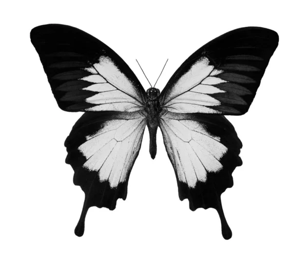 Black White Tropical Butterfly Isolated White Butterfly Ulysses — Fotografia de Stock