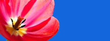 Mavi üzerine su damlaları içinde yumuşak pembe lale. Yakın plan. yumuşak seçici odak