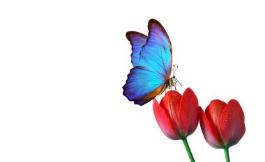 bright blue tropical morpho butterfly on red tulips in water drops isolated on white. copy space