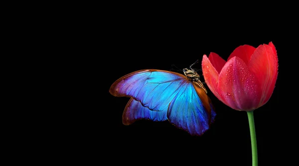 Mariposa Morfo Tropical Azul Brillante Sobre Flor Tulipán Rojo Gotas — Foto de Stock
