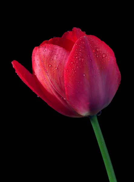 Bright Colorful Red Tulip Water Drops Isolated Black — Stockfoto