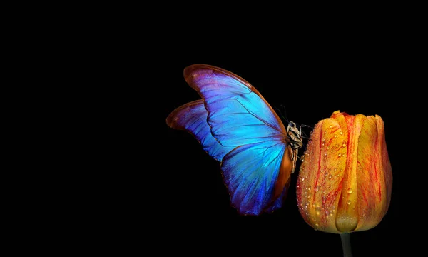 Leuchtend Blauer Tropischer Morpho Schmetterling Auf Orangefarbener Tulpe Wassertropfen Isoliert — Stockfoto