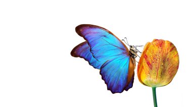 Turuncu lale üzerindeki parlak mavi tropikal morpho kelebeği beyaz üzerine izole edilmiş su damlaları. Boşluğu kopyala