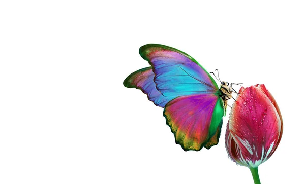 Яскраві Барвисті Тропічні Морфо Метелики Рожевому Тюльпані Краплі Води Ізольовані — стокове фото