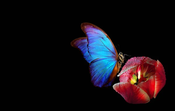 Élénk Kék Trópusi Morfó Pillangó Rózsaszín Tulipánon Fekete Alapon Izolált — Stock Fotó
