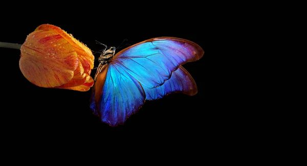 オレンジ色のチューリップの上に鮮やかな青熱帯のモフ蝶は黒で隔離されます コピースペース — ストック写真
