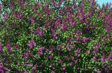 Çalı çiçekli leylak desenli arka plan. mor leylak