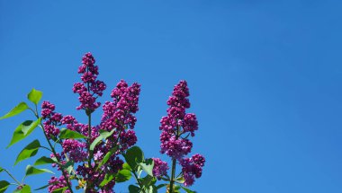 Mavi gökyüzüne karşı çiçek açan leylak dalları. mor leylak. Boşluğu kopyala