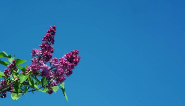 Mavi gökyüzüne karşı çiçek açan leylak dalları. mor leylak. Boşluğu kopyala