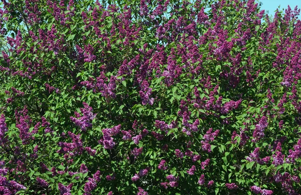 Çalı çiçekli leylak desenli arka plan. mor leylak