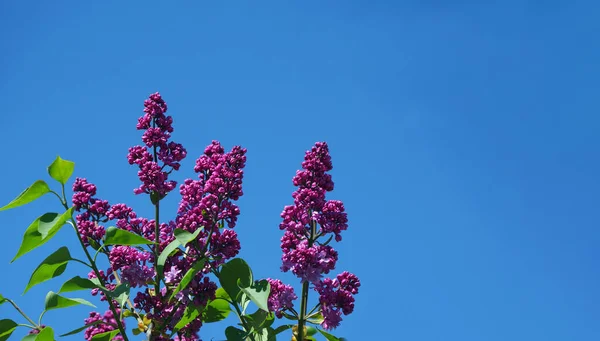 Mavi gökyüzüne karşı çiçek açan leylak dalları. mor leylak. Boşluğu kopyala