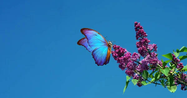 Morpho Tropical Colorido Brilhante Borboleta Ramo Floração Lilás Contra Céu — Fotografia de Stock