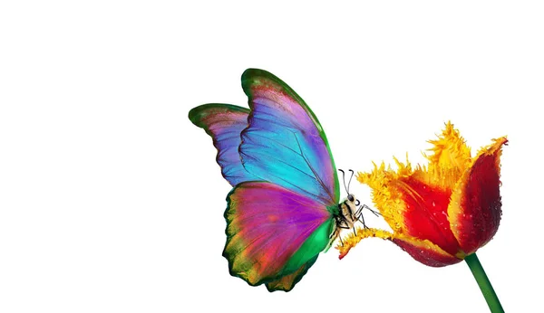 Яскравий Тропічний Морфо Метелик Червоно Жовтій Квітці Тюльпанів Краплі Води — стокове фото