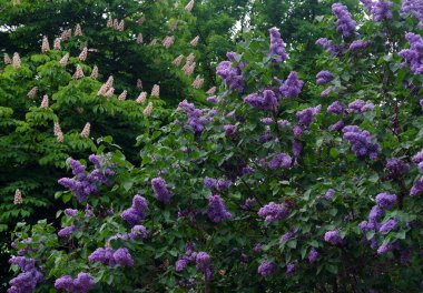 Çiçekli leylak çalısı ve parkta çiçek açan beyaz kestaneler. bahar çiçekleri pastel arka plan