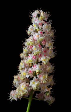 Suda çiçek açan kestane çiçeği, siyaha izole edilmiş. kestane rengi kabartma