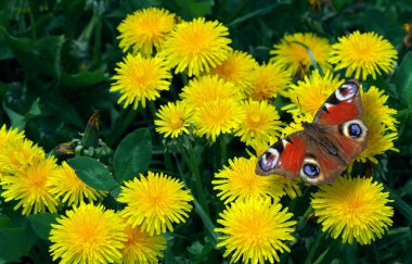 Renkli kırmızı tavus kuşu kelebeği açık sarı çiçekli karahindibalar üzerinde çayırda