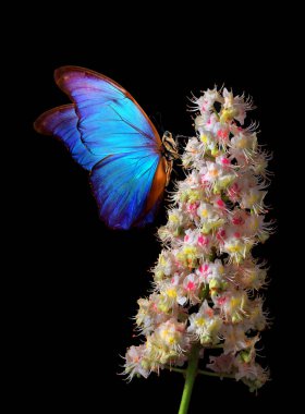 Suda çiçek açan kestane çiçeğinin üzerindeki parlak mavi tropikal morpho kelebeği siyahın üzerine düşer. kestane mumu